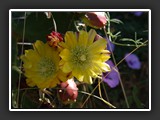 fleurs d'opuntia
