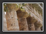detail de colonnes temple de neptune paestum