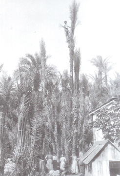 palmiers bordighera