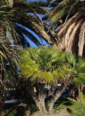 palmiers italie