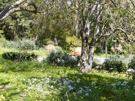 jardin hanbury