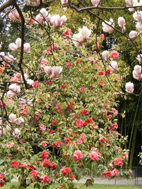 magnolia isola bella