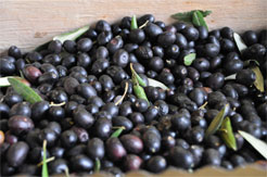 Olives de Ligurie