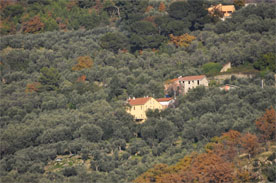 oliveraie en ligurie diano castello