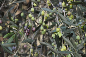 olive taggiasca