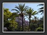 Bordighera jardin Claude Monet 3