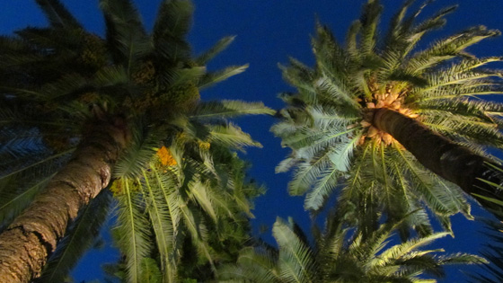 palmiers italie