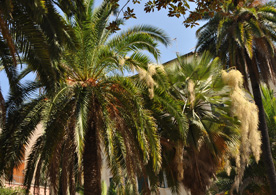 palmier italie