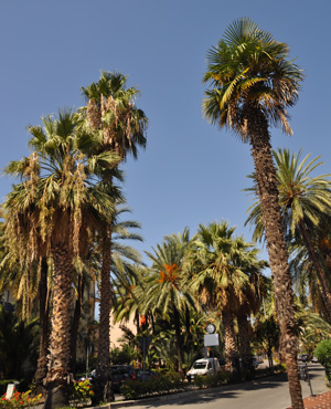 palmiers a bordighera