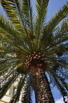 palmier à bordighera