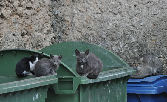 chats italie