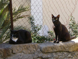 chats italie