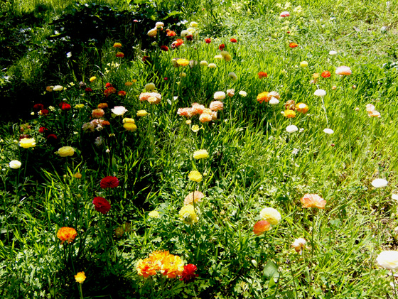 renoncules jardin hanbury