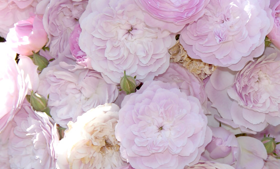 rose jardin hanbury