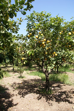 citronniers jardin hanbury