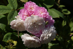 roses au jardin hanbury