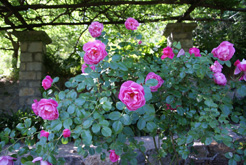roses au jardin hanbury