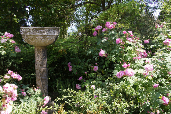 rosiers jardin hanbury
