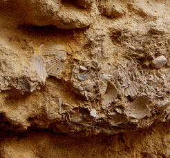 matera coquillage fossilisés