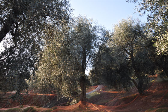 oliveraie en ligurie