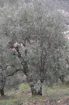 olivier en Ligurie
