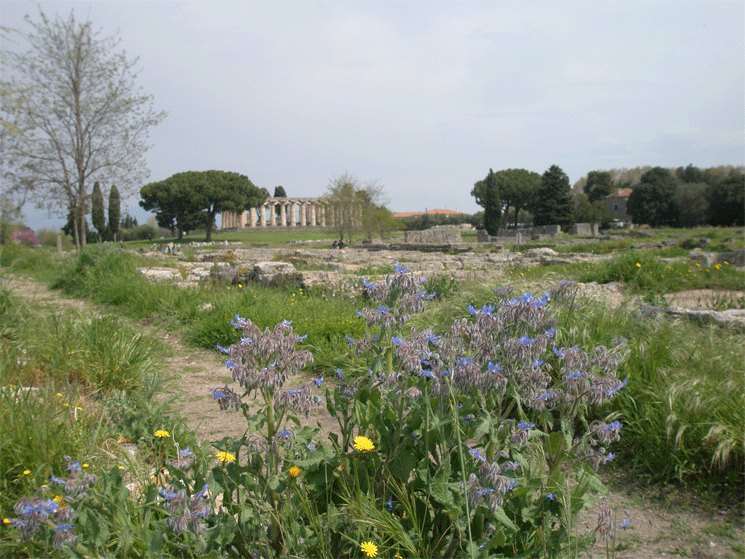 Paestum temple de cérès